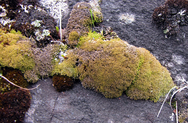 Gymnomitrion concinnatum